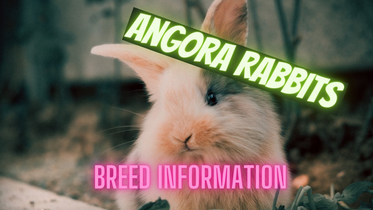 Angora Rabbit - Breed information - Everything you need to know!