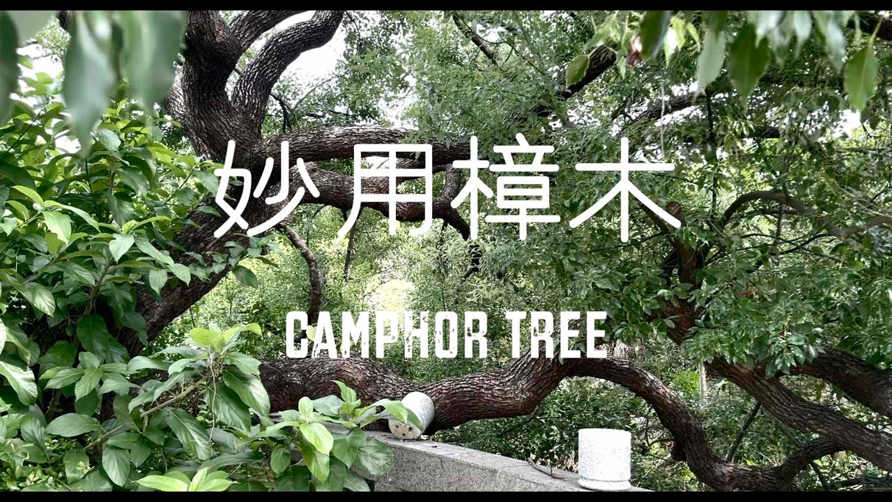 〖樟木〗好處多，能驅蟲、除異味，也能作裝飾品。此外，還介紹了降血壓、治口瘡的〖南非葉〗