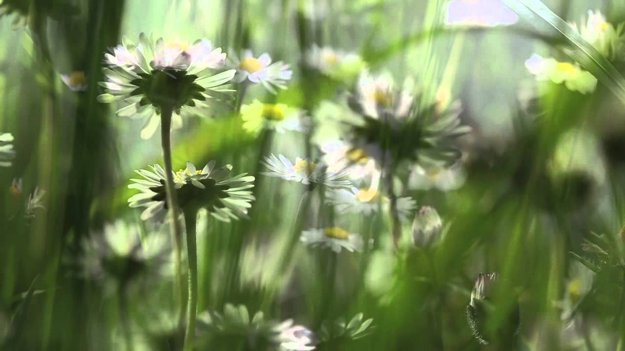 Relaxation musique douce et Nature