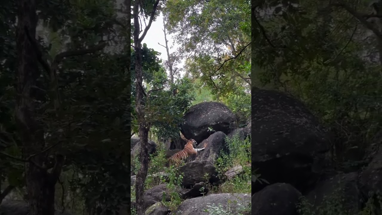 Tiger spot in Attappadi Tribal Hamlet Mully