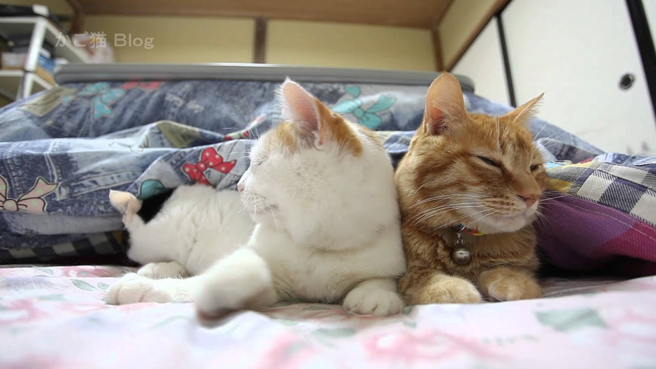 こたつと猫　Cat and kotatsu　2016#2