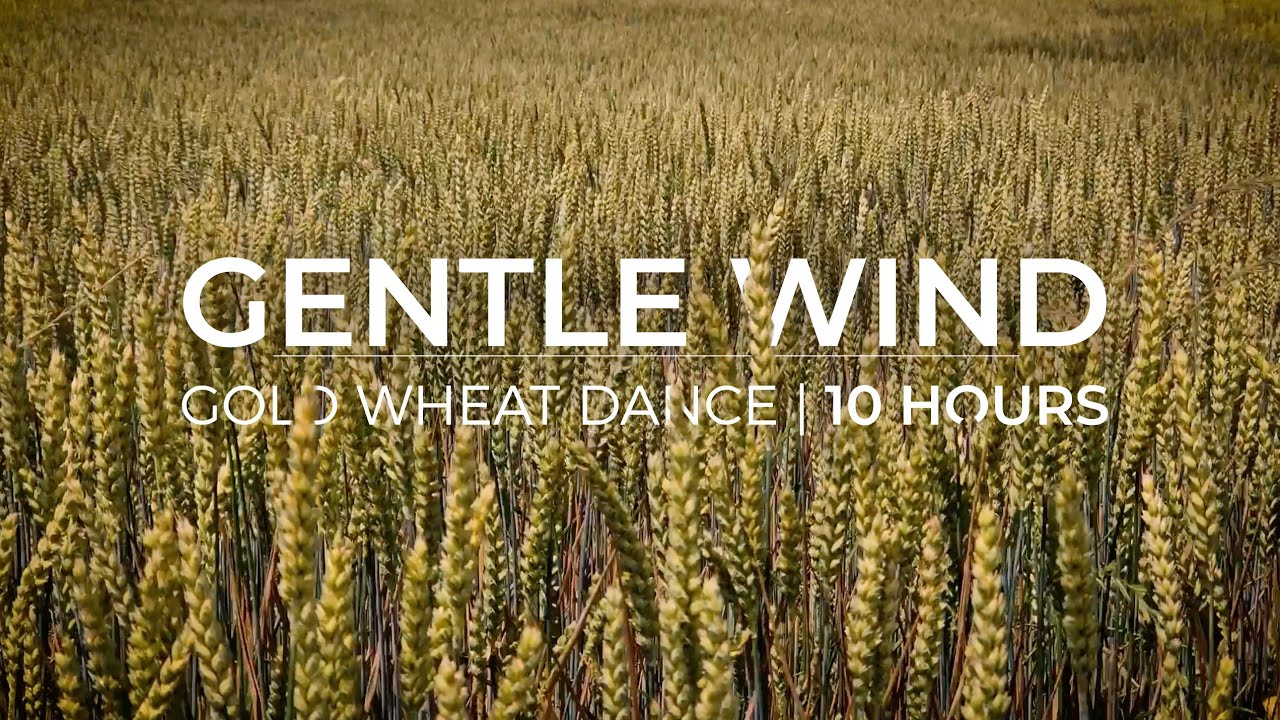 Wind Sound | 10 Hours of gentle wind for Meditation | Sleep | Insomnia | Study | Focus | Calm