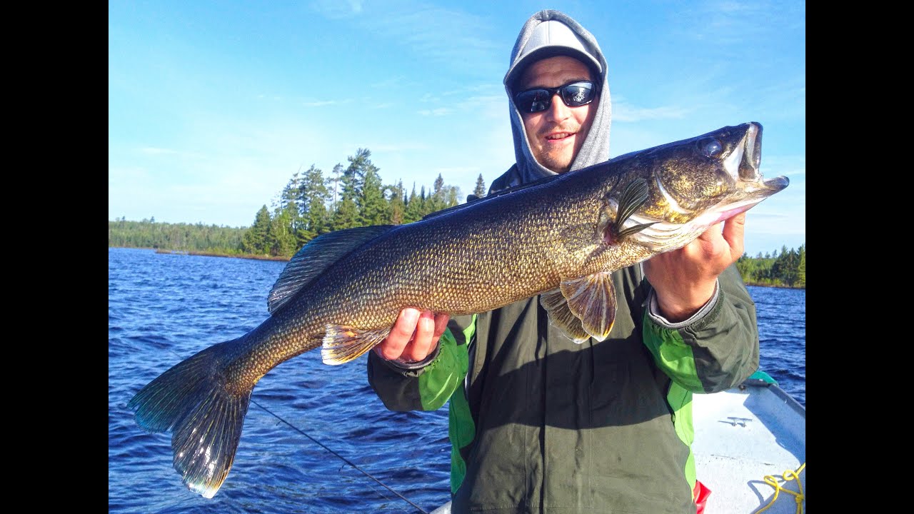 Gros doré de la pourvoirie domaine shannon / Big walleye from Shannon Lodge Outfitter