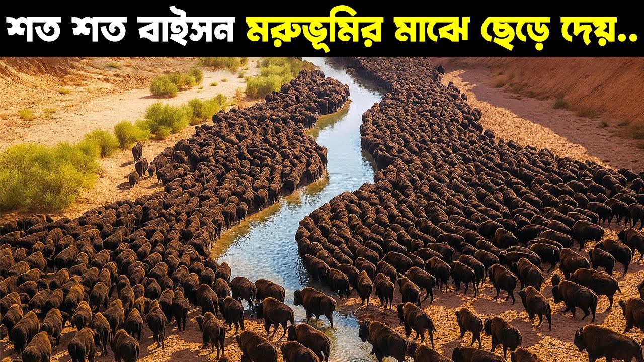 বিজ্ঞানীরা শত শত বুনো মহিষ মেক্সিকোর মরুভূমিতে ছেড়ে দেয় ... কিন্তু ১০ পর সবাই অবাক !