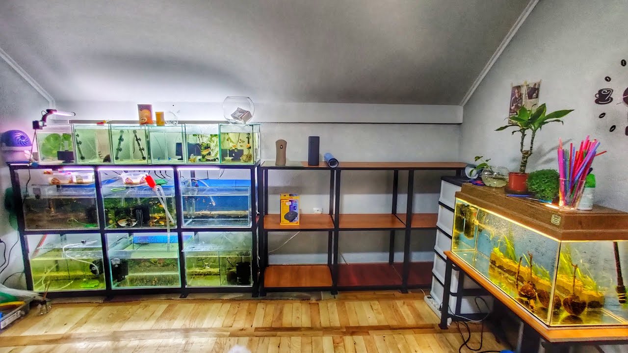 Sve o Držanju ribica u akvarijumu