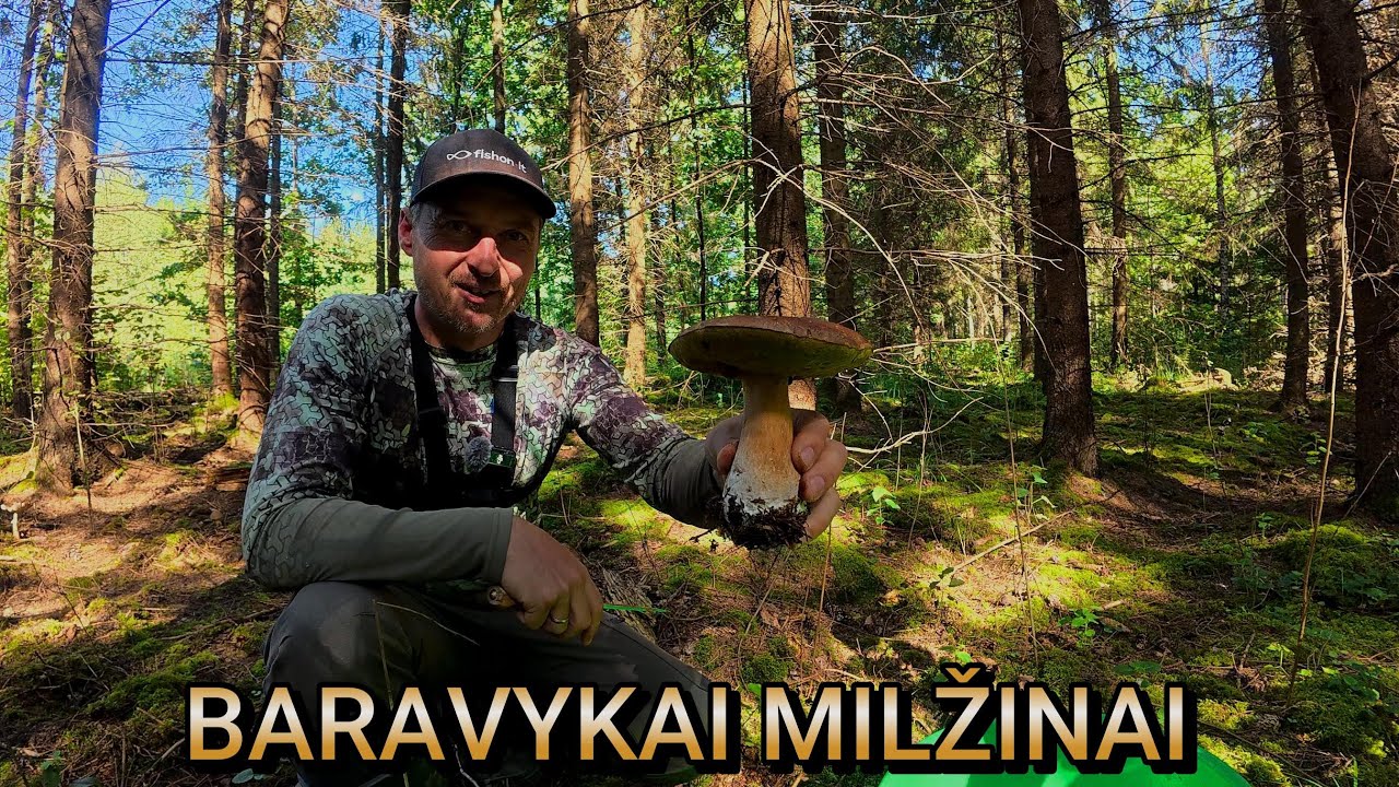 Mane aplenkė,nuvažiavau,o ten jau išpjauti BARAVYKAI. Grybavimo sezonas 2025 tęsiasi!
