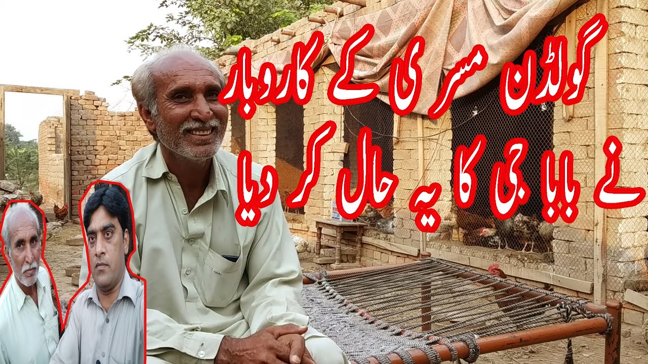 Poultry farming in Pakistan golden misri hen farming in pakistan I best opinion for new farmers