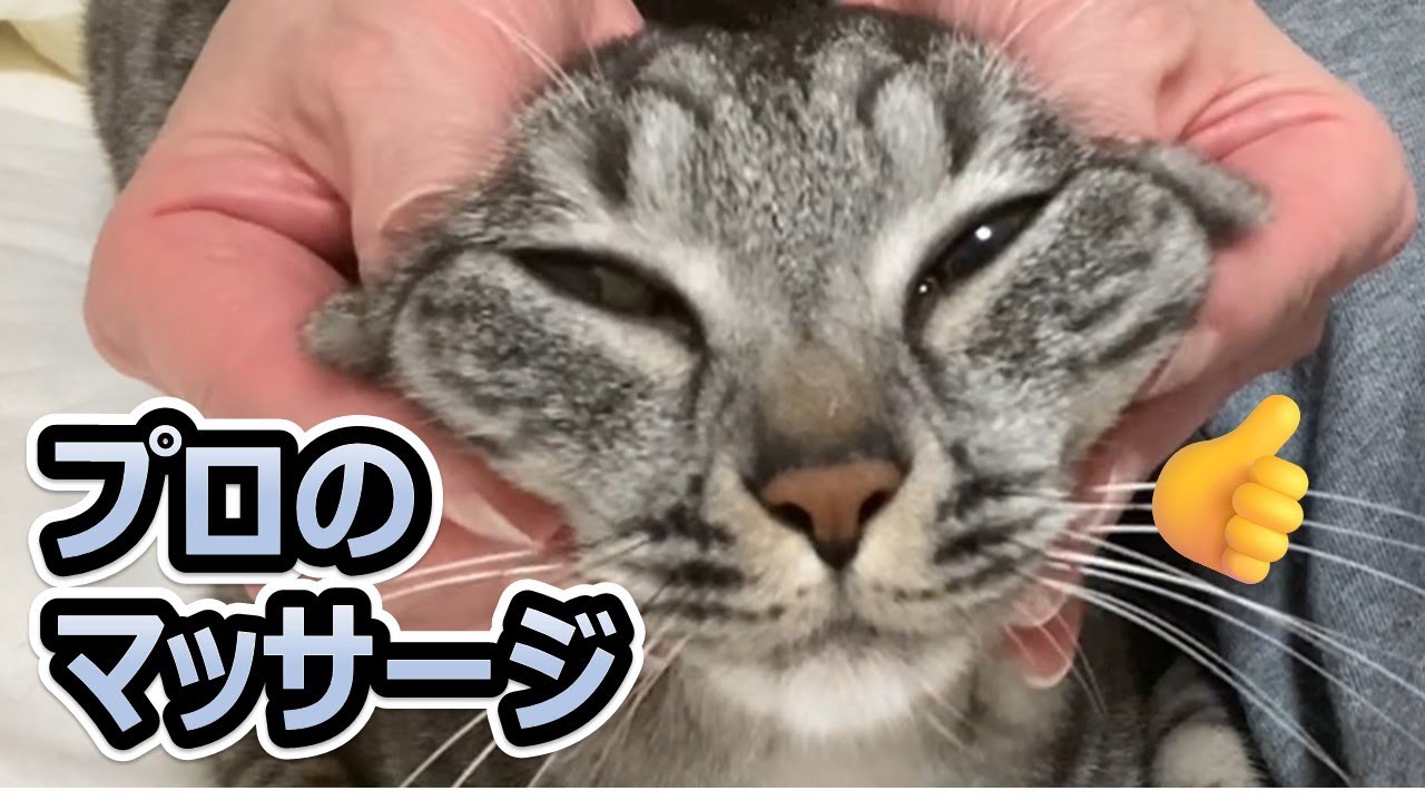 【マッサージ中の😽スズ💖】虜になったスズ😽の表情 笑える😆  マッサージ好きの にゃんコですよ【スズと二人暮らし】
