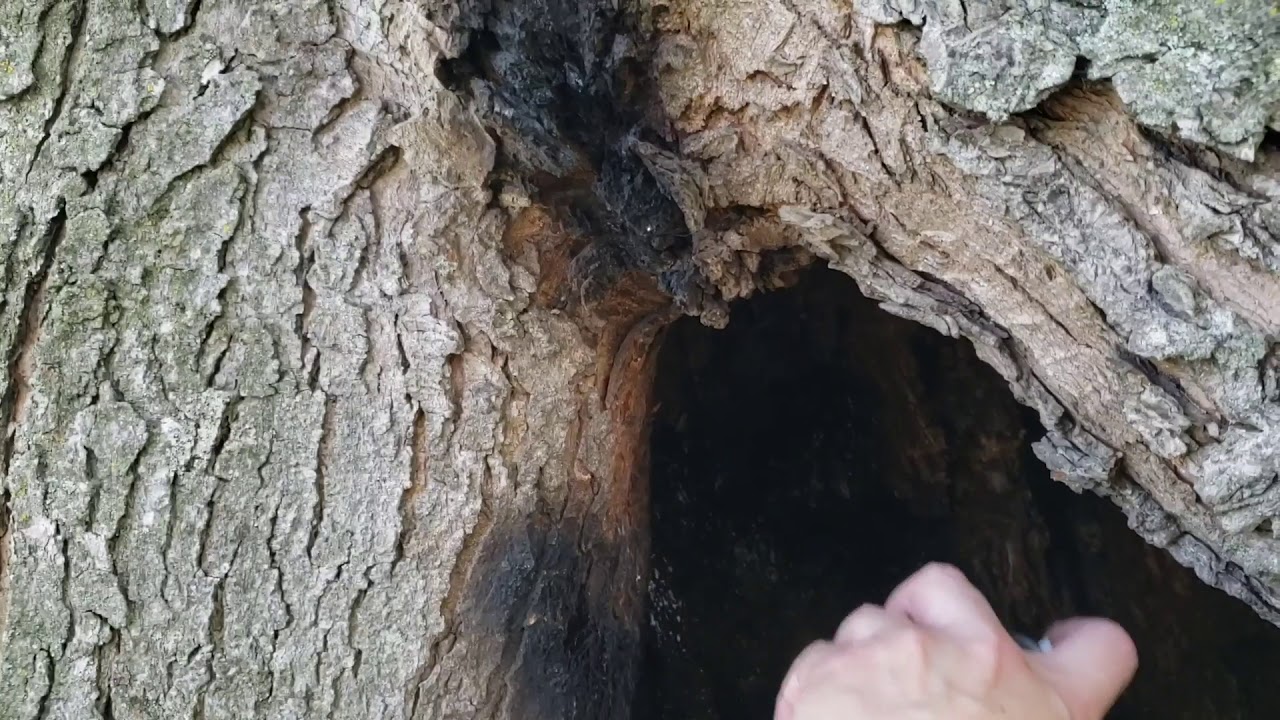 Saving a Big Rotting Tree