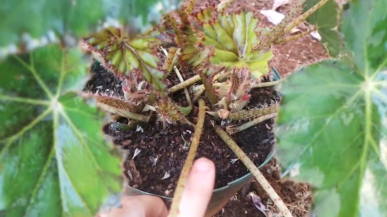 Begonia de folhas verdes e do tipo grande. 