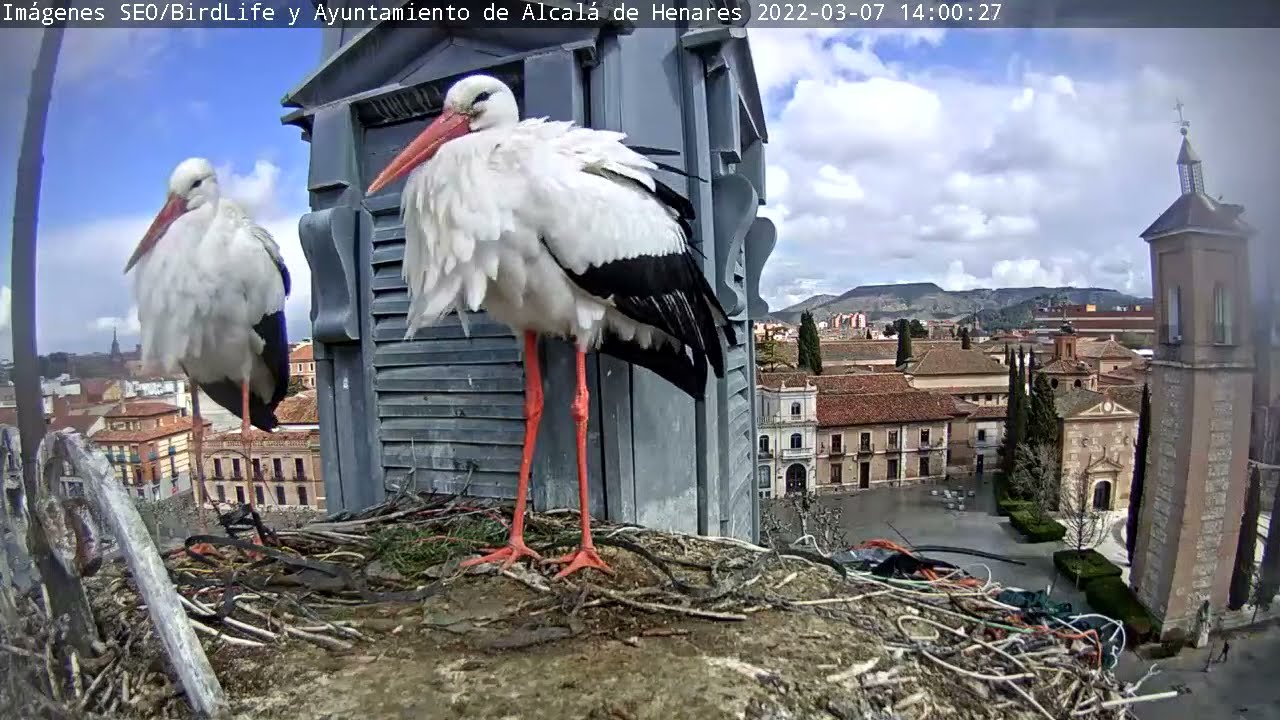 Crotoreando al son de las campanas. Cigüeñas Alcalá de Henares, Madrid