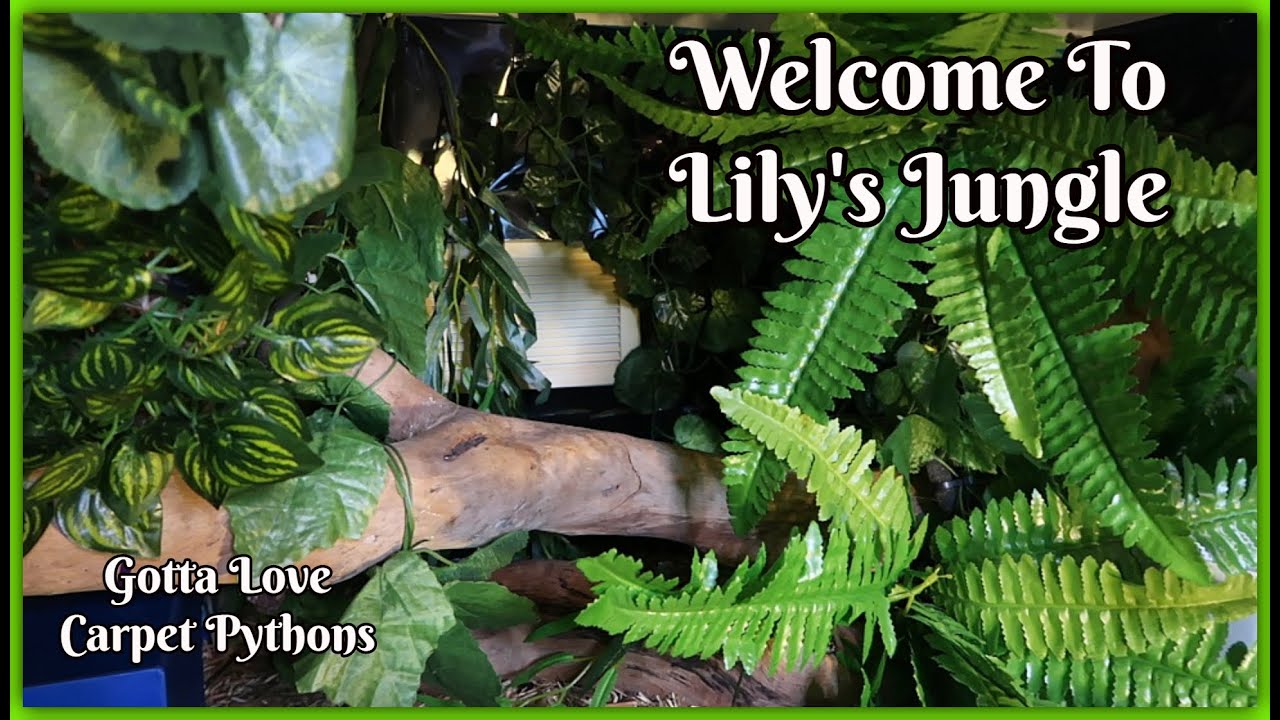 Looking Like A Jungle In A Jungle Carpet Pythons Enclosure