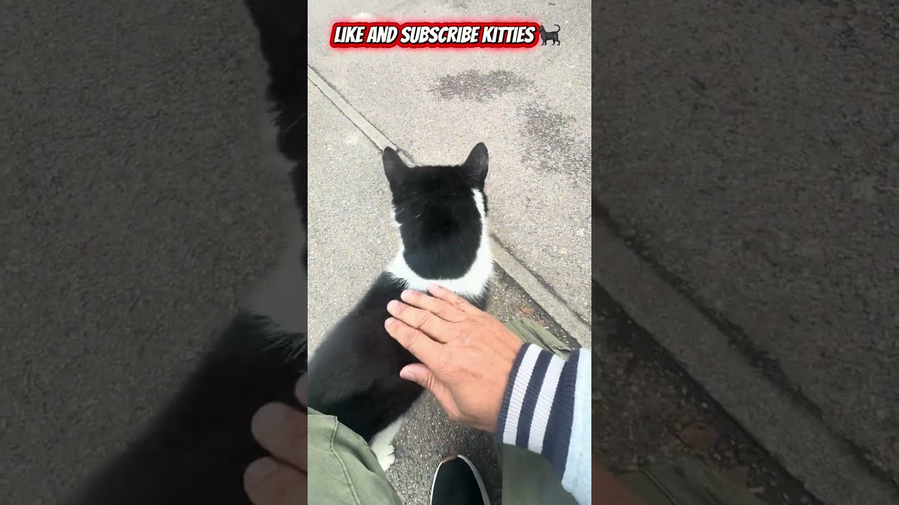 Whiskers, Paws & wildlife in the city 🖤🤍 Too Cute to Handle! Black & White Kitty Cuddles 🥰
