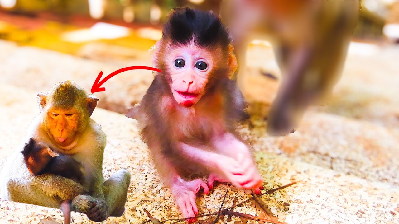 So Adorable! Bella Tries to Take Care Baby Bely While She Plays & Gets Tired – Too Sweet!