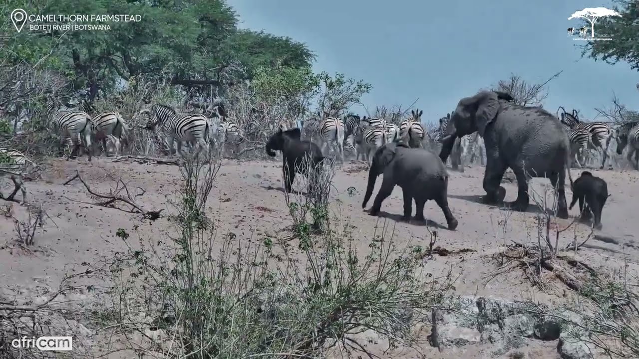 Waterhole Antics: Elephant Plays Then Chases Zebra