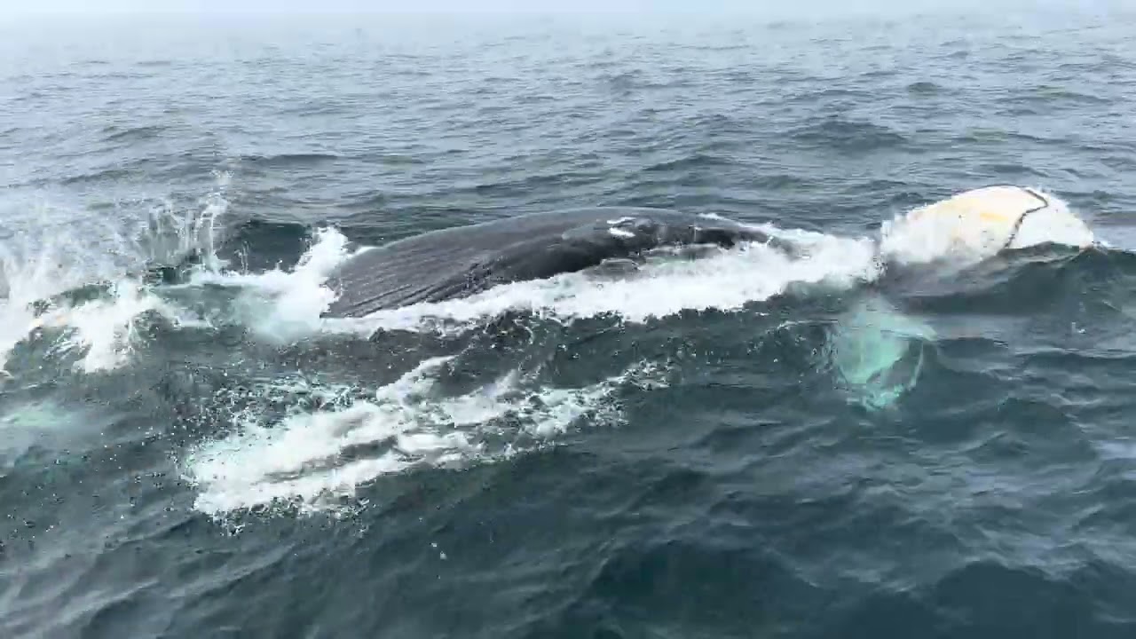Brier Island Whale Watching (Brier Island, Nova Scotia) Humpback Whales