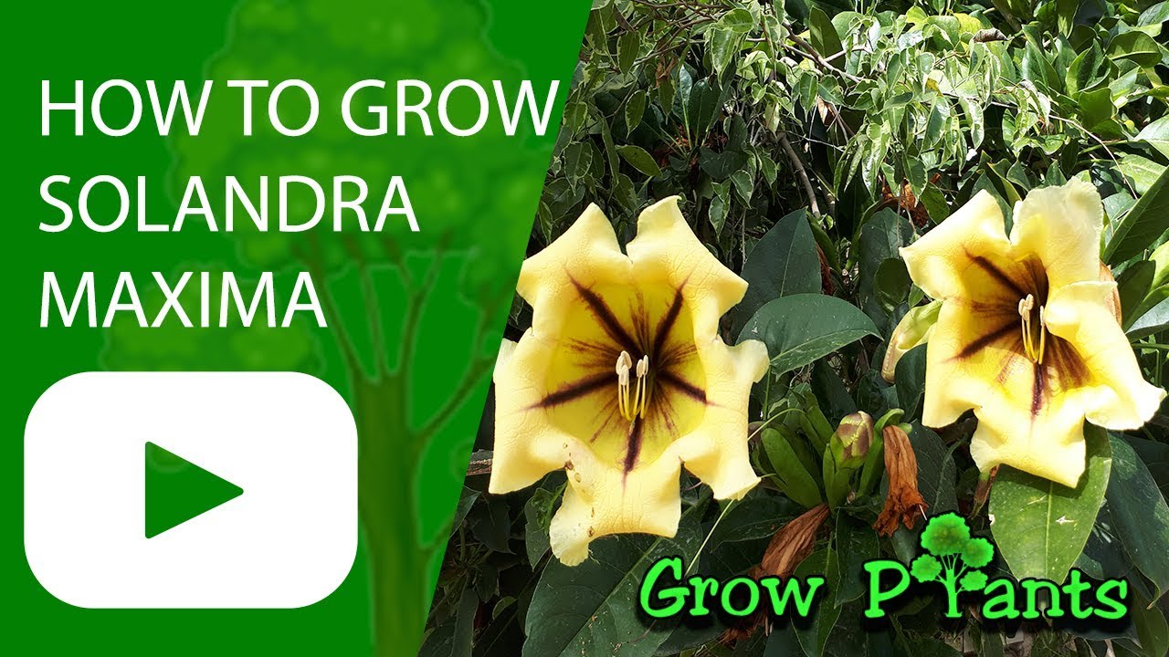 How to grow Solandra maxima