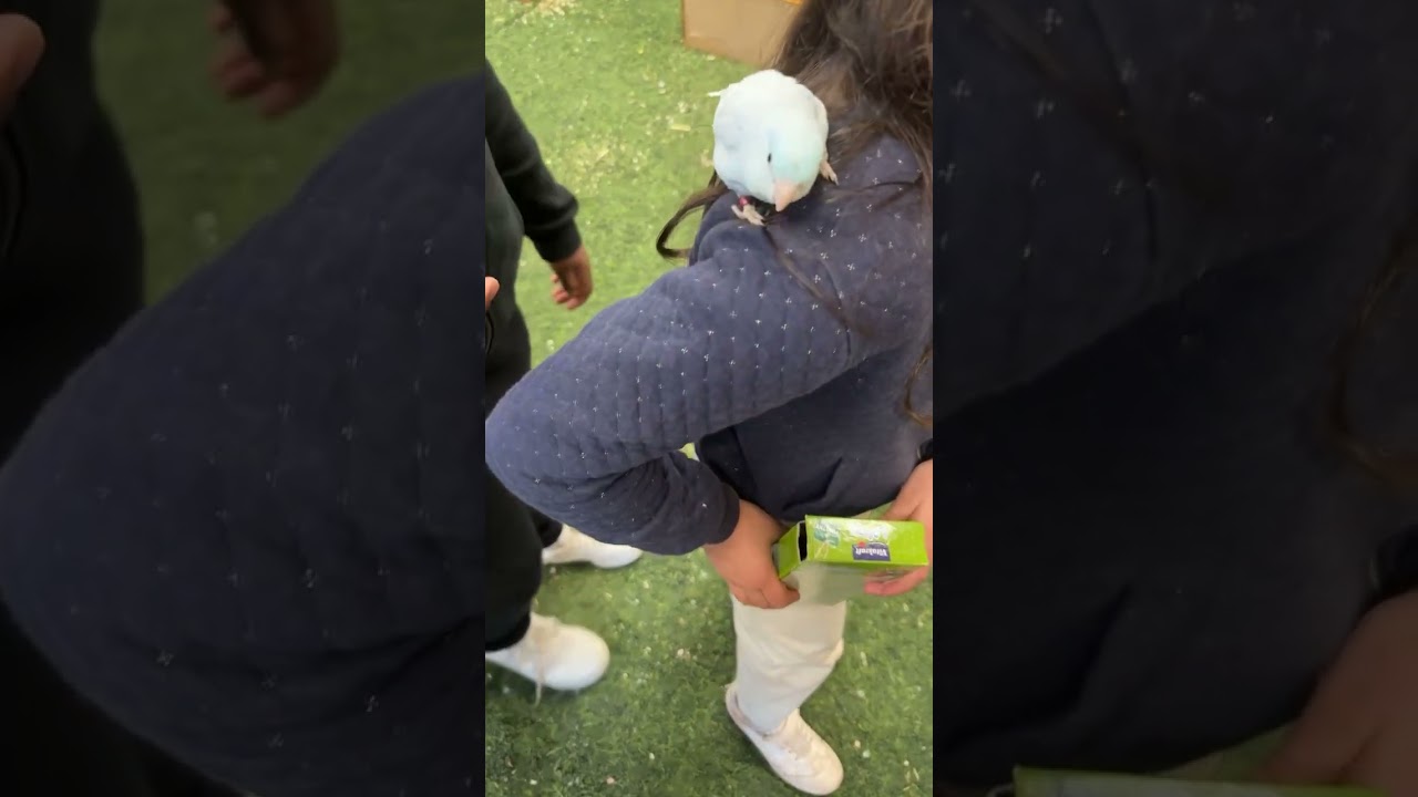 Yousstropico 6 #perroquets #parrot #conure #touiceleste