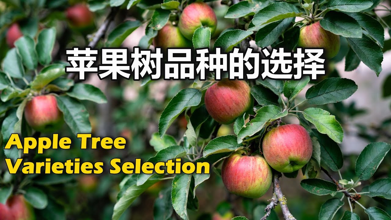 【拈花惹草的杨博士】如何正确选择苹果树品种 | 苹果树裸根苗 | 低冷量高冷量苹果品种 | 早熟及晚熟苹果品种 | 冬季温暖地区 | 美国南加州 | Apple Varieties Selection