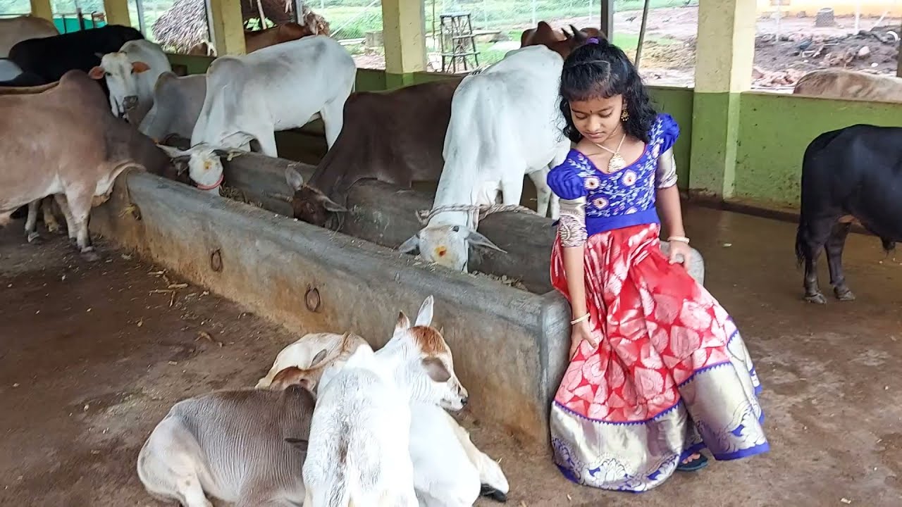 Goshala on auspicious day with the shortest cows on the world... || Punganuru cows
