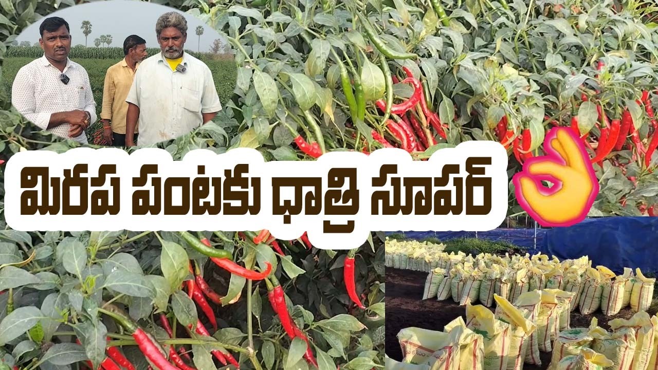 మిరప పంటకు ధాత్రి సూపర్ సూపర్  #biofertilizers