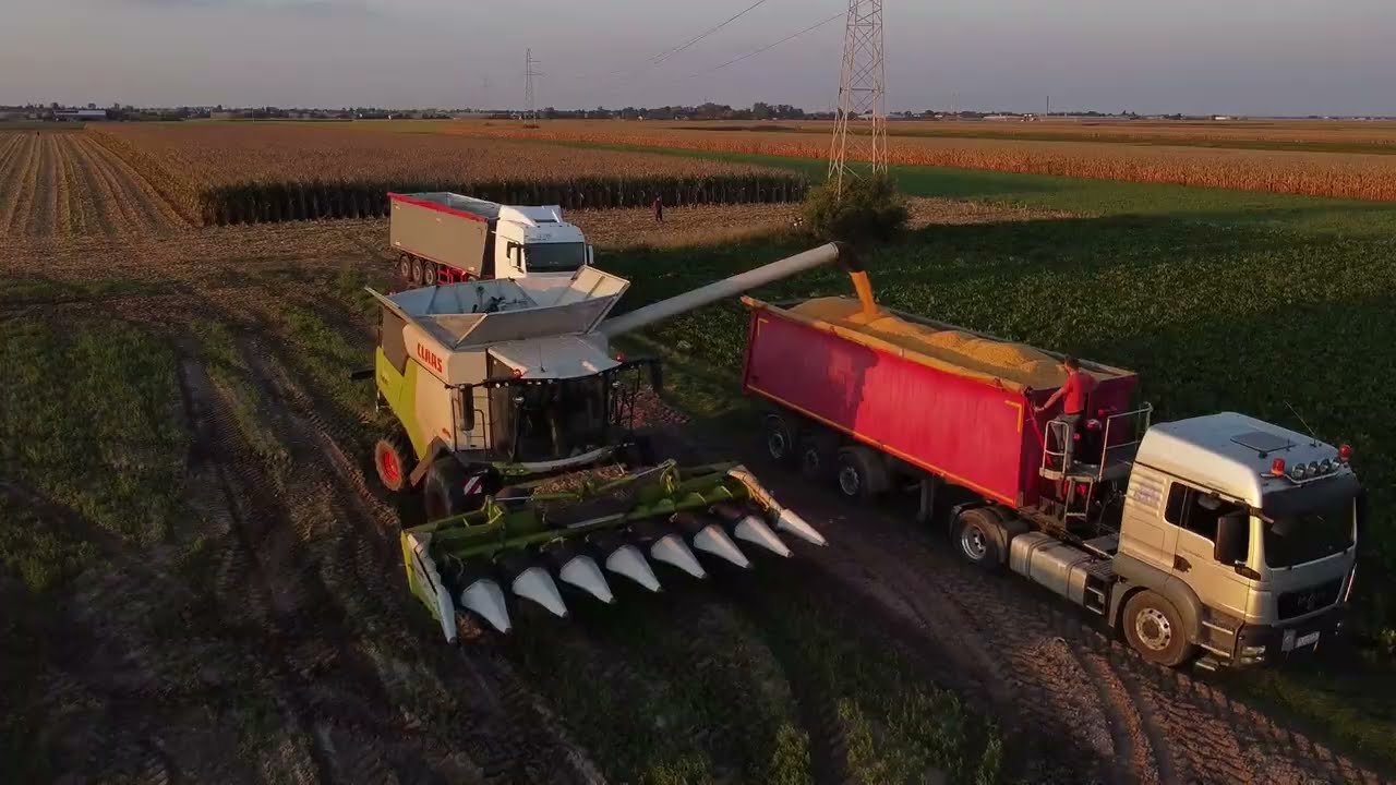 Kukurydza 2024 na ziarno🌽🇵🇱TRION 730🇵🇱