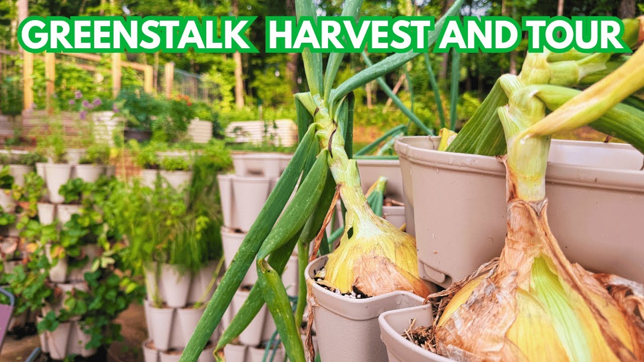 Greenstalk Garden Harvest and Tour | MASSIVE ONIONS, More Garlic, and Potatoes!! June 2025