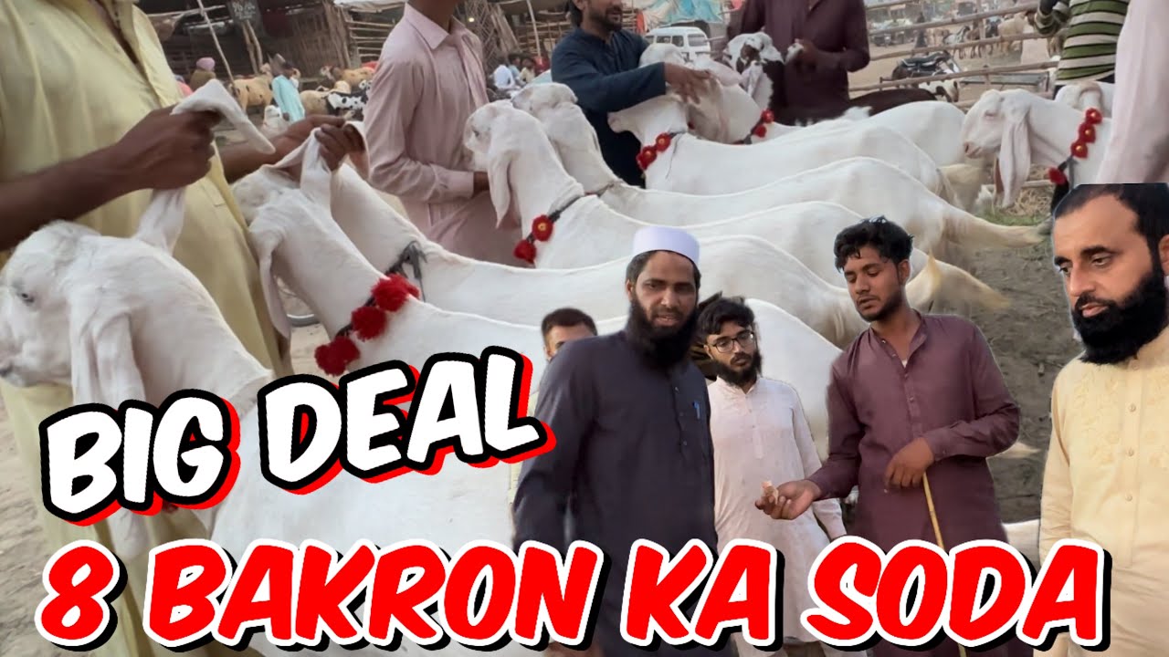 8 Bakron ki big deal | qurbani 2024 | Kitne ke hone chahiye ? | Rajanpuri Bakre |