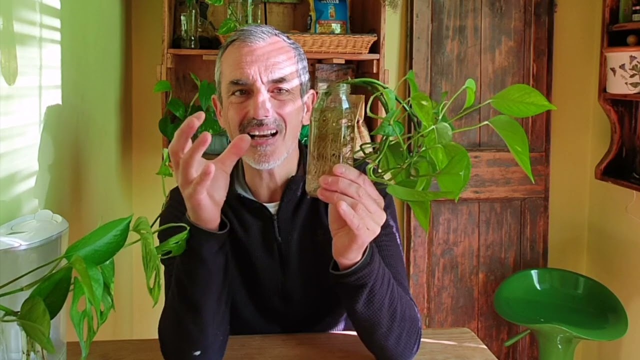 Piante da interno? Coltiviamole in acqua!
