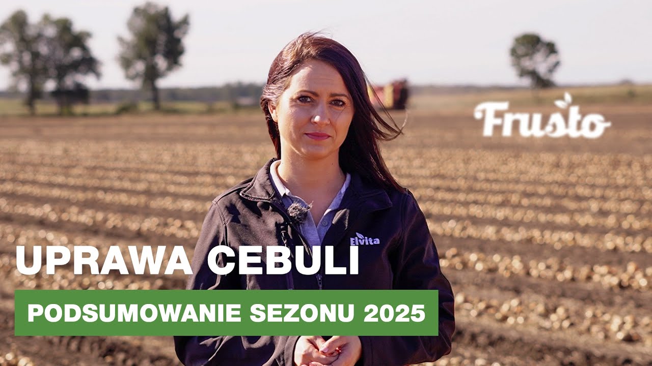 Uprawa cebuli – podsumowanie sezonu 2025 FRUSTO
