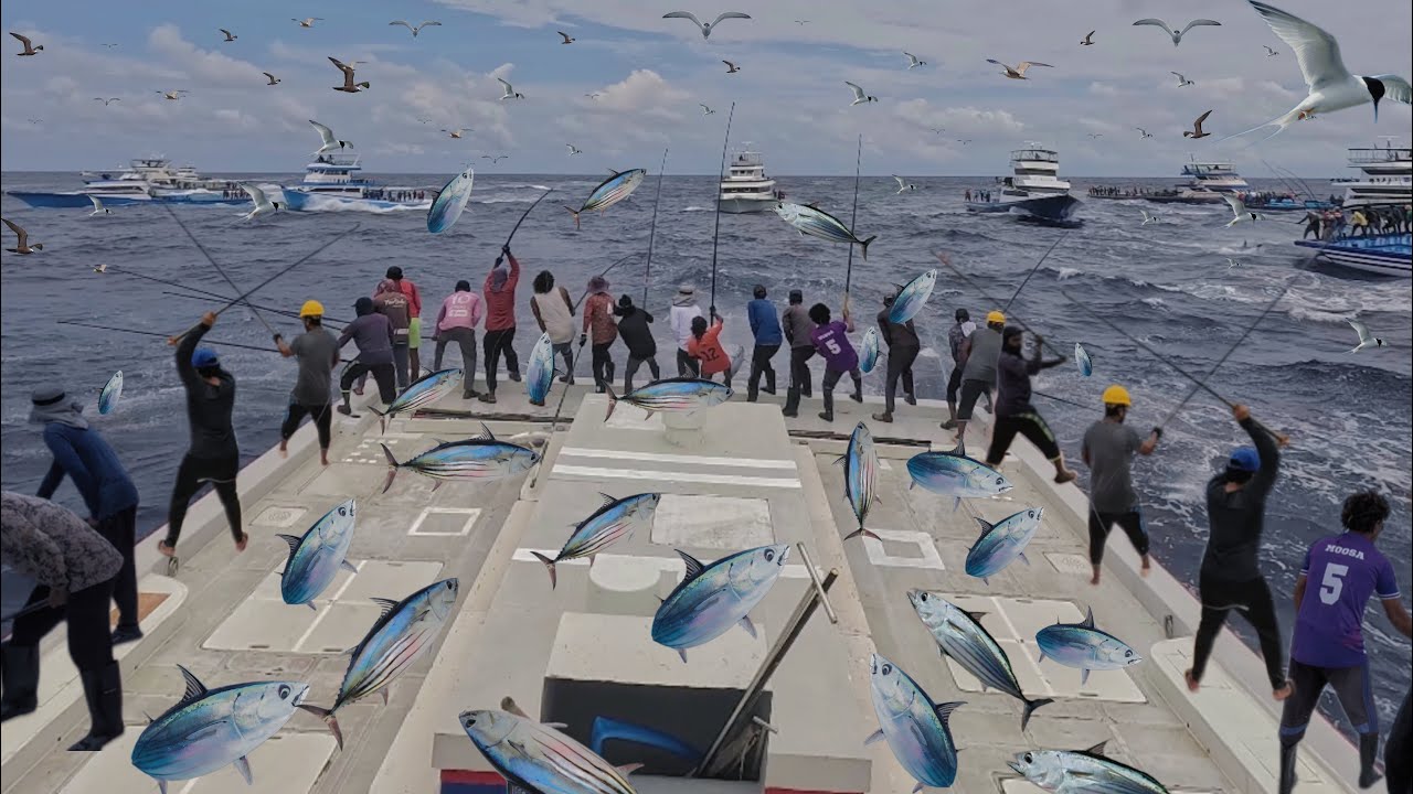 TUNA FISHING IN MALDIVES 🤯🇲🇻  pole and line most sustainable methods 😍