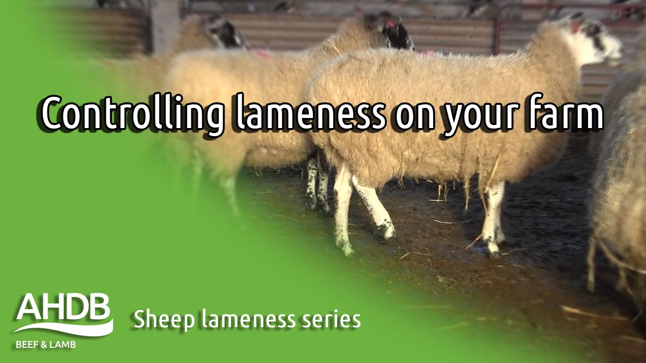 Controlling lameness on your farm