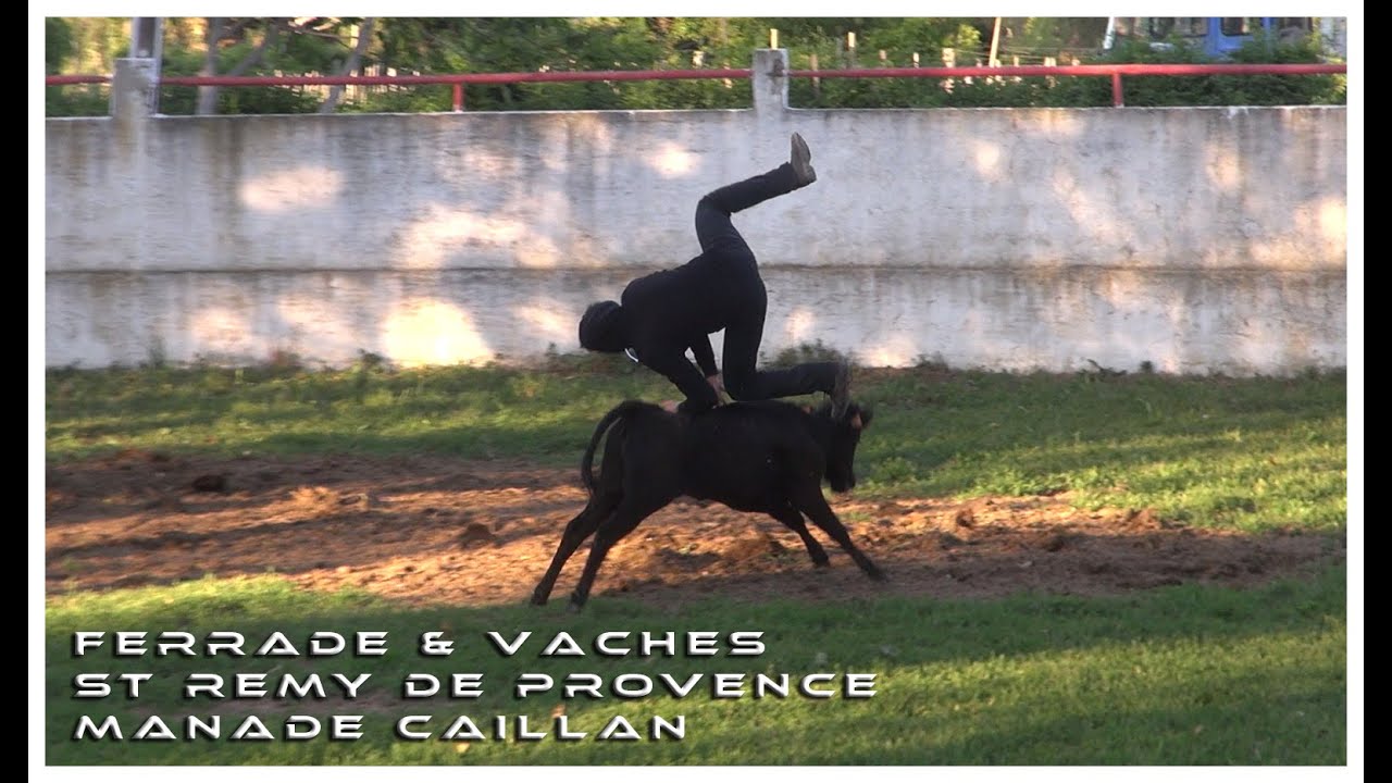 Ferrade & Vaches St Rémy De Provence 15-05-2016