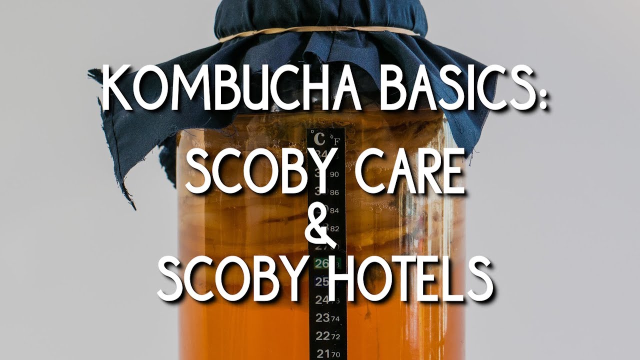 Основы комбучи: уход за SCOBY и отели SCOBY