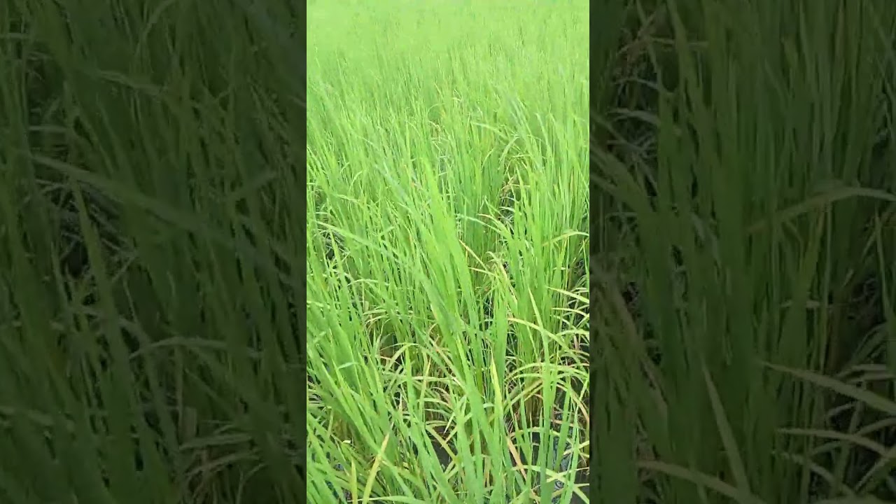 ১০৮ উচ্চ ফলয়নশীল ধান