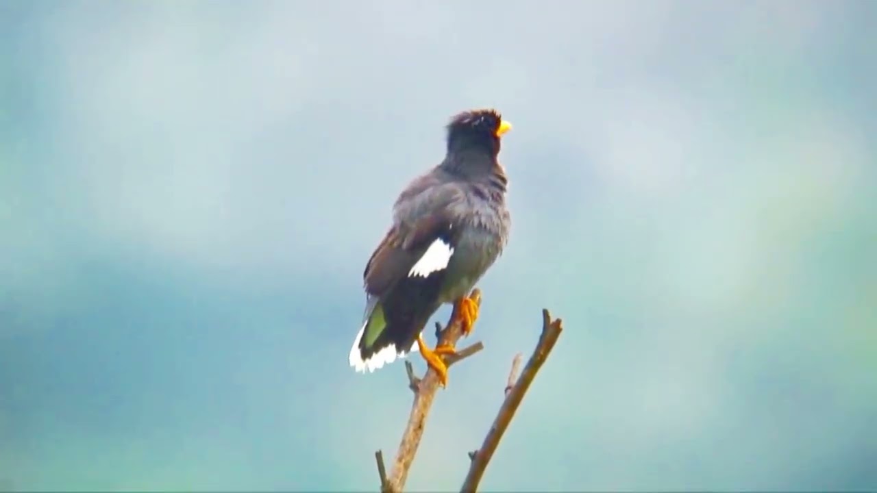 Amazing Vocal Skills of the Javan Myna: Trills, Whistles & Loud Calls! -- WFC