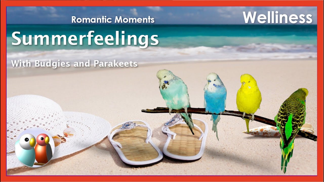 Summerfeelings, Romantic Moments, With Budgerigar And Parakeet Chirs