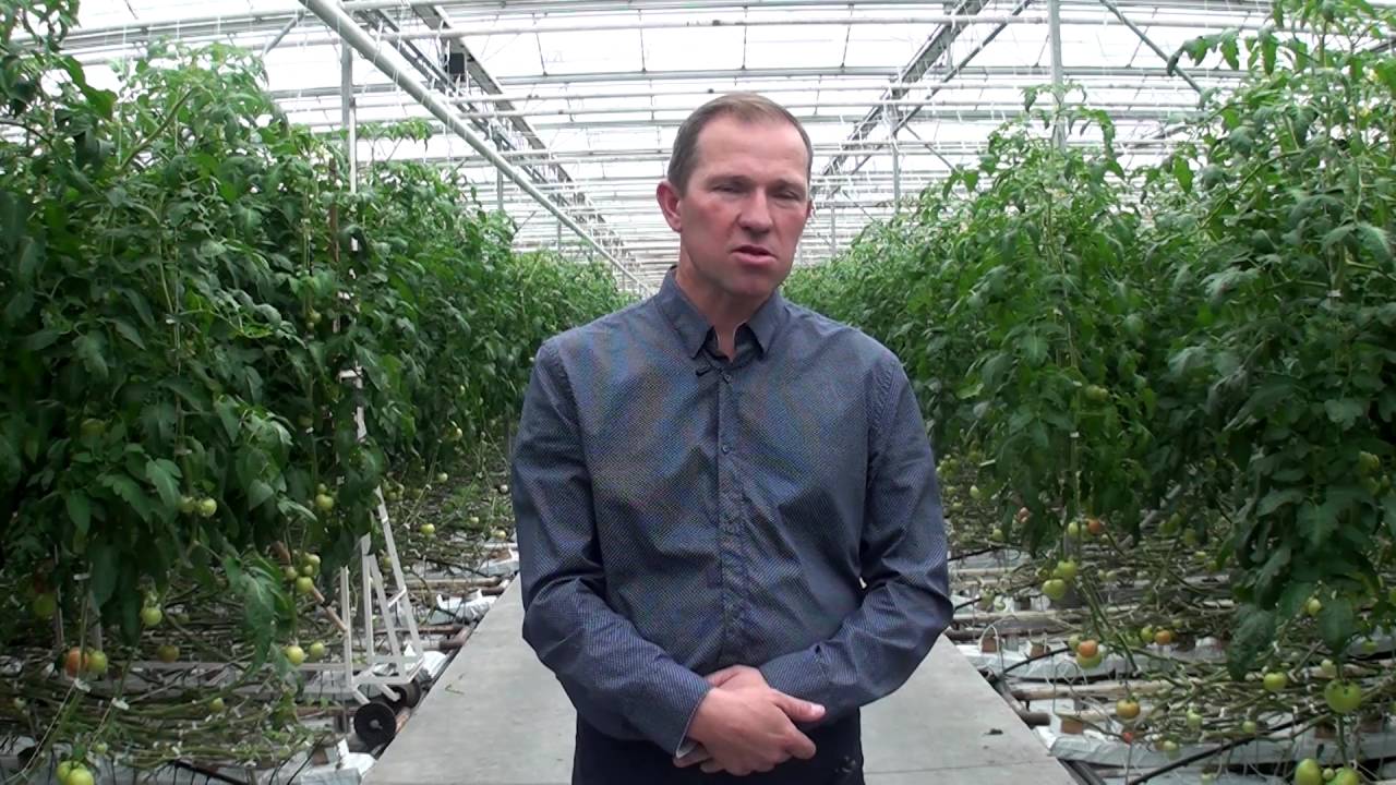 PolskieAminokwasy.pl - AgroSorb Radiculum - Szklarniowa uprawa pomidor&oacute;w