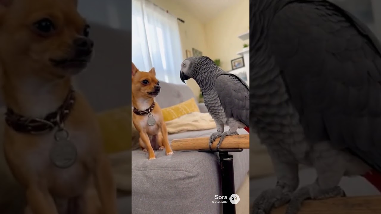 Talking Parrot funny video 8   