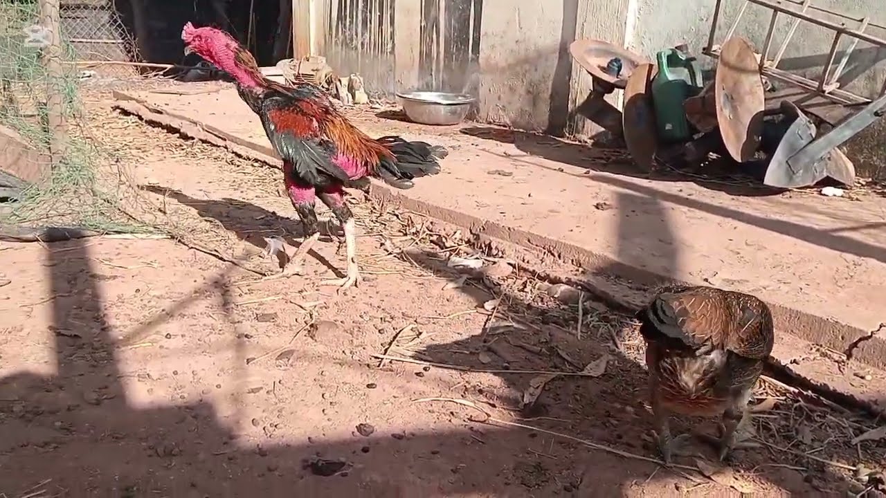 การเลือกไก่ชนพันธุ์หลักและแม่พันธุ์หลัก