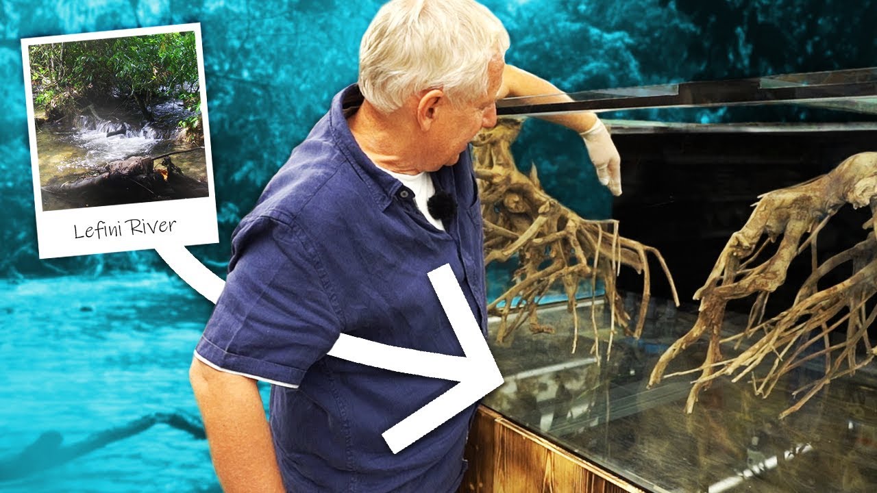 1000 Liter Kongo Aquarium einrichten - Léfini-Style