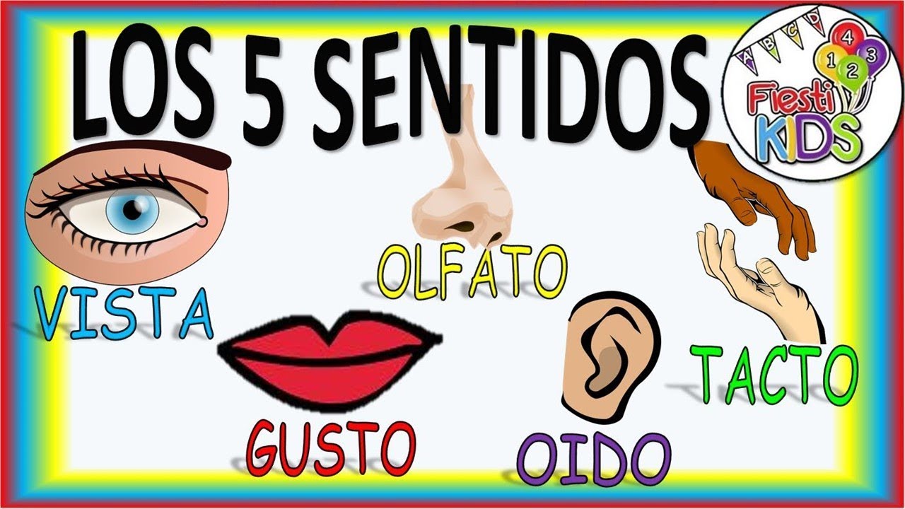 LOS 5 SENTIDOS PARA NIÑOS RENOVADO! THE FIVE SENSES FOR CHILDREN NEW!