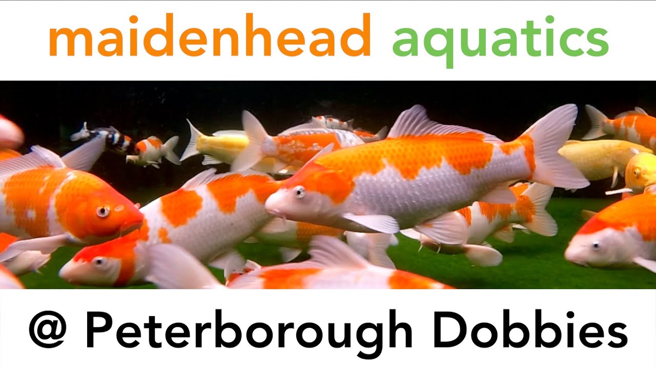 Maidenhead Aquatics @ Peterborough Dobbies