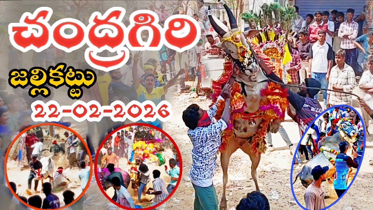 చంద్రగిరి జల్లికట్టు 🔥 Chandragiri Jallikattu 🤩| 22-02-2026 | 🐂 Telugu Jallikattu videos 2026 💥 | 