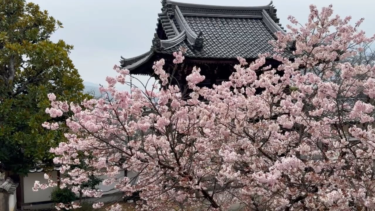 2026/03/18　春爛漫！　涅槃桜満開！　護国山高昌寺　その６　〜愛媛県内子町〜