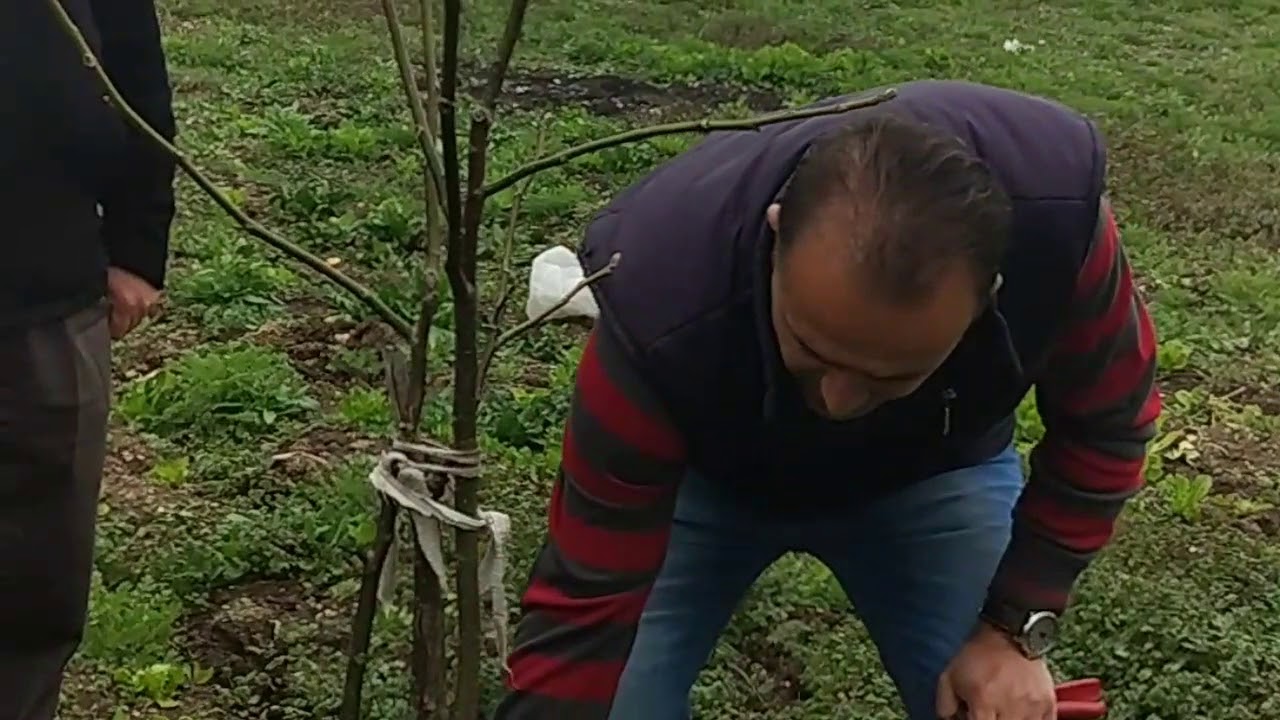 Meyve ağaçlarında Budama 2