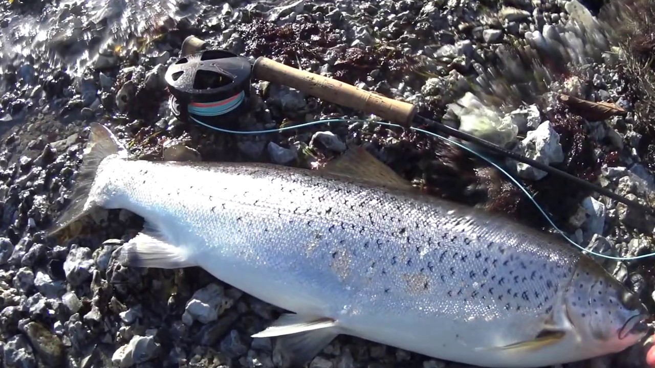 Blank havsöring på kusten (flyfish4fun.se )