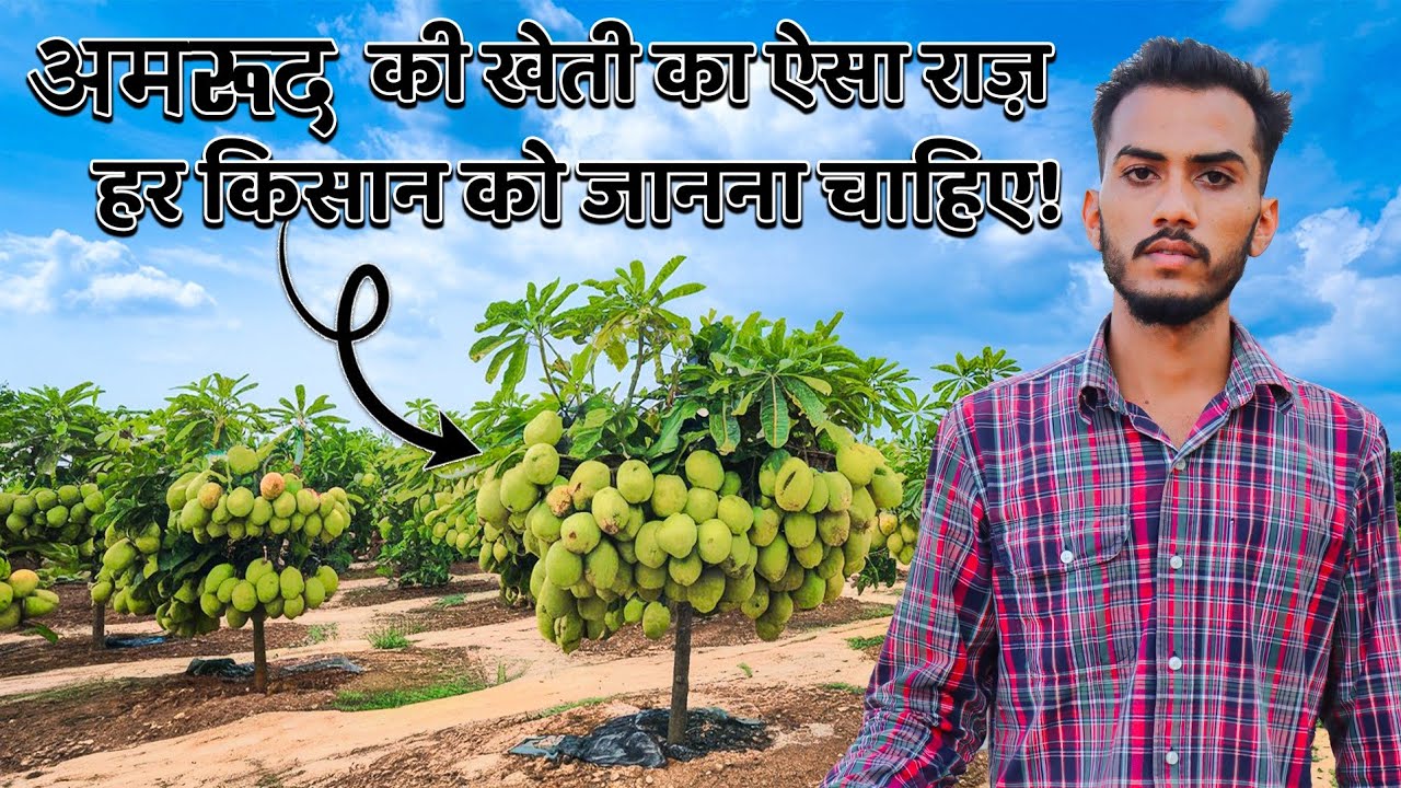 एक बार लगाओ ये खेती🤑दे सकती है😱आपको lifetime profit 🤑 guvava farming ✅organic guvava ✅ Explorersathi