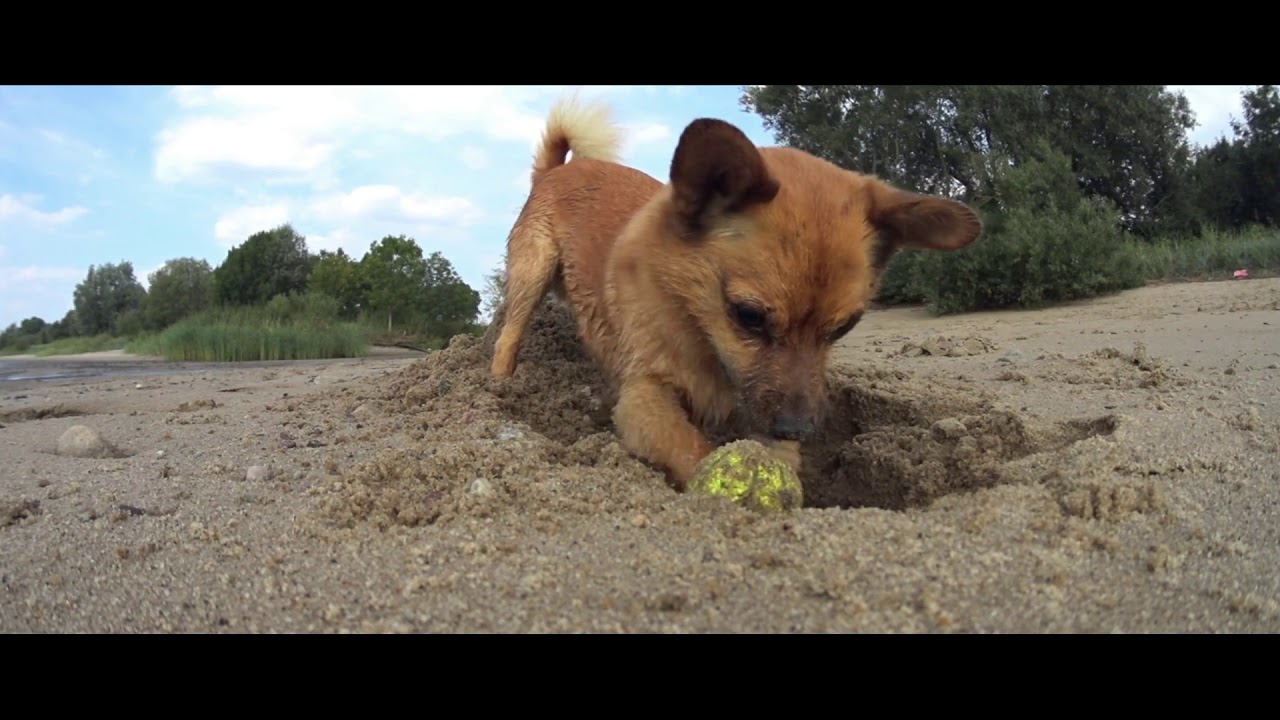 Virtual Dog Walk mit Benjie, Zara und Stella auf Harriersand