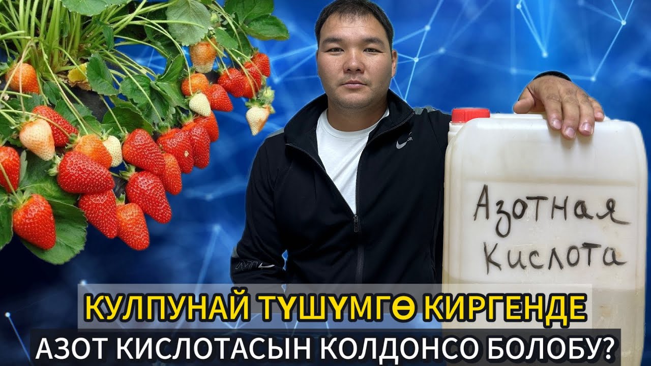 Азот кислотасында канча пайыз азот бар?Түшүм маалында колдонсо мөмөнү агызабы? 🤔